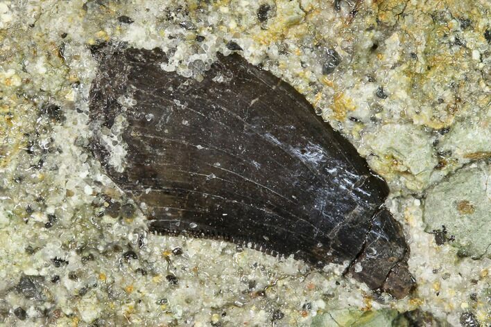 Allosaurus Tooth In Sandstone - Bone Cabin Quarry, Wyoming #168343